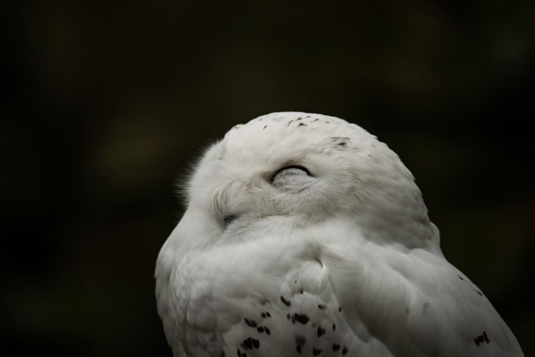 http://n.sinaimg.cn/news/transform/w600h400/20180309/dlzr-fxpwyhw3342641.jpg?zdy